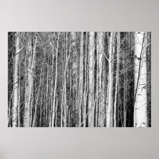 Aspen Forest Poster (Framsidan)