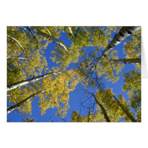 Aspen från kort under