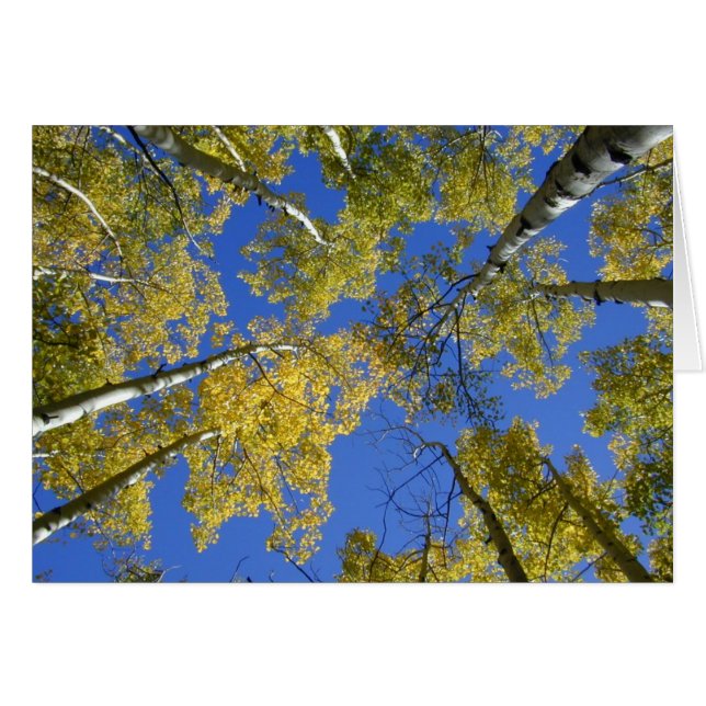 Aspen från kort under (Framsidan Horizontal)