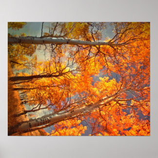 Aspen Glory Poster