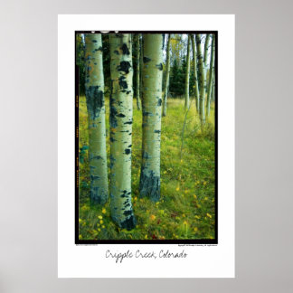Aspen Grove, Cripple Bäck, Colorado Poster