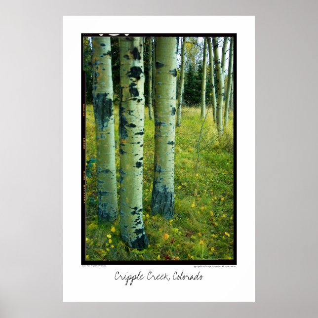 Aspen Grove, Cripple Bäck, Colorado Poster (Framsidan)