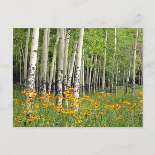 Aspen Grove i New mexico Vykort (Framsida)