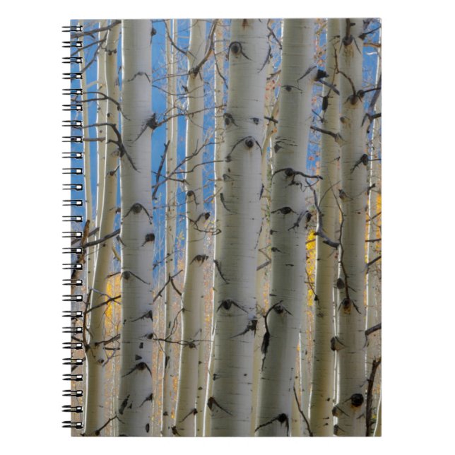 Aspen Groves | Colorado Rocky mountains Anteckningsbok (Framsidan)
