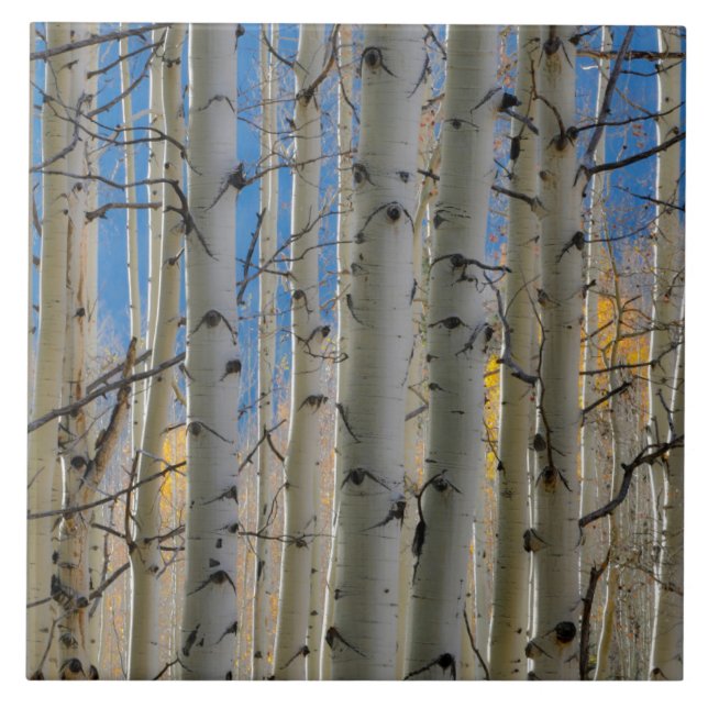 Aspen Groves | Colorado Rocky mountains Kakelplatta (Framsidan)