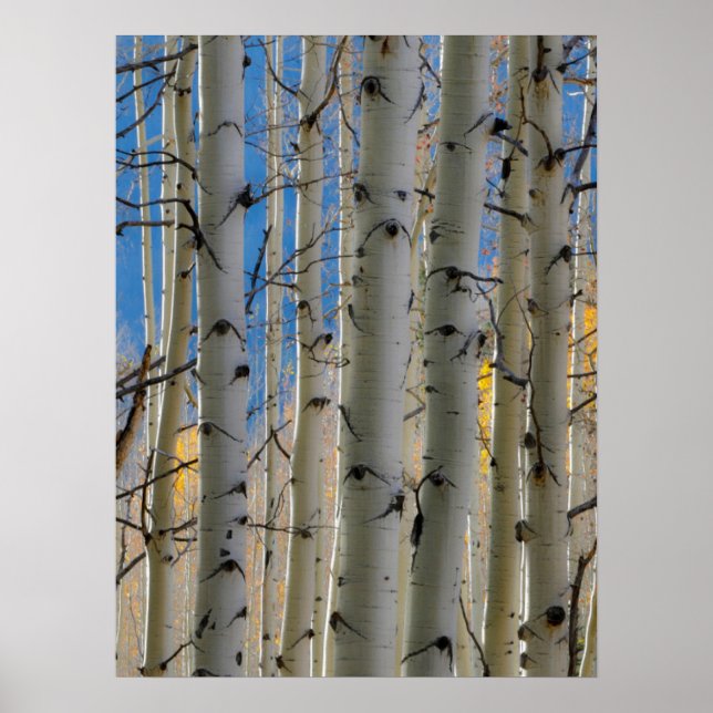 Aspen Groves | Colorado Rocky mountains Poster (Framsidan)
