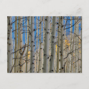 Aspen Groves   Colorado Rocky mountains Vykort
