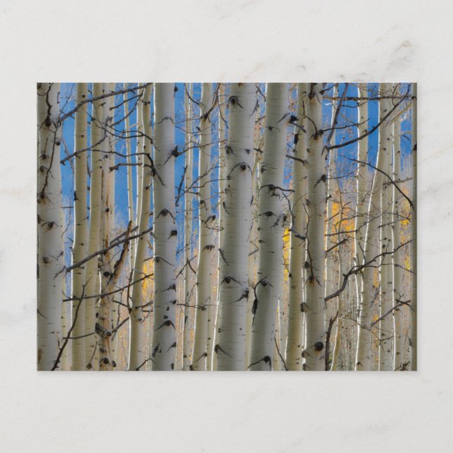 Aspen Groves | Colorado Rocky mountains Vykort (Framsida)