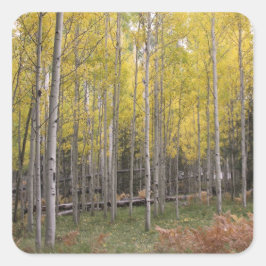 Aspen gult glow fyrkantigt klistermärke