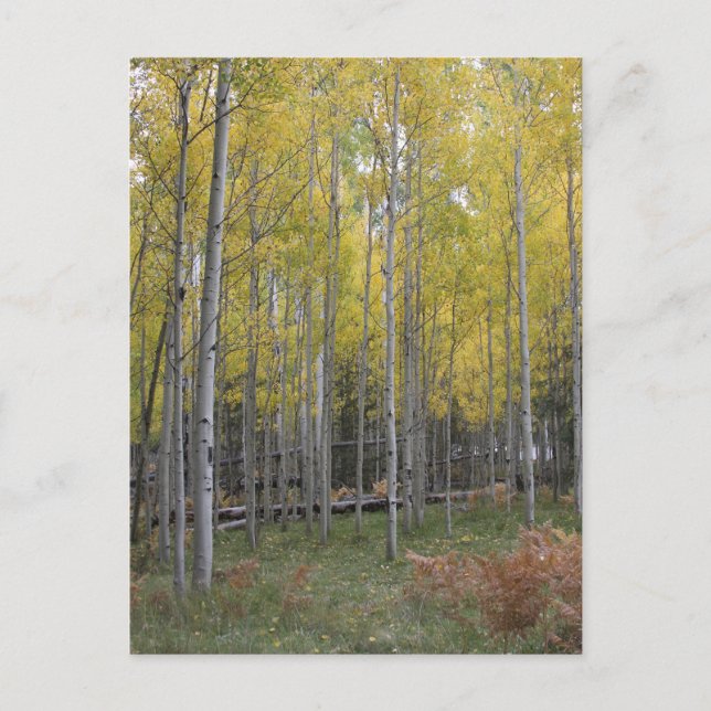 Aspen gult glow vykort (Framsida)
