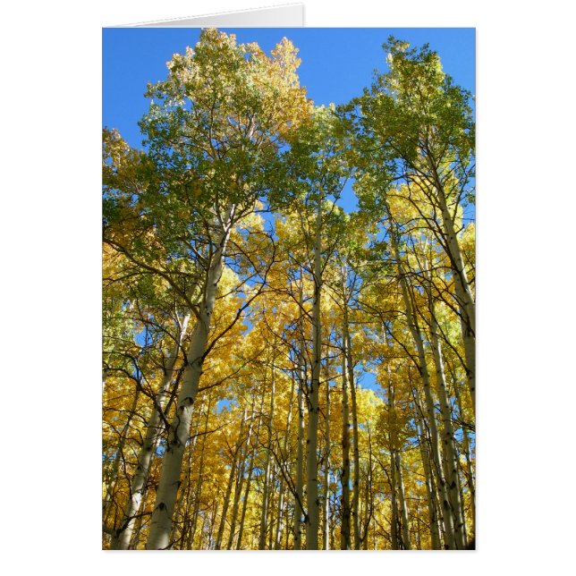 Aspen i Fall Hälsningskort (Framsidan)
