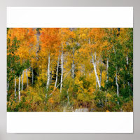 Aspen i Fall