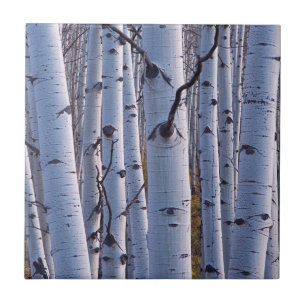 Aspen i Gunnison National Park Kakelplatta