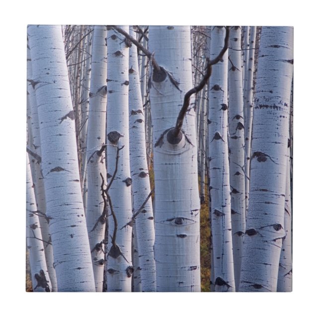 Aspen i Gunnison National Park Kakelplatta (Framsidan)
