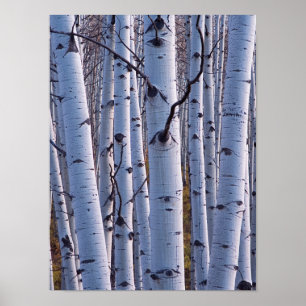Aspen i Gunnison nationalpark Poster