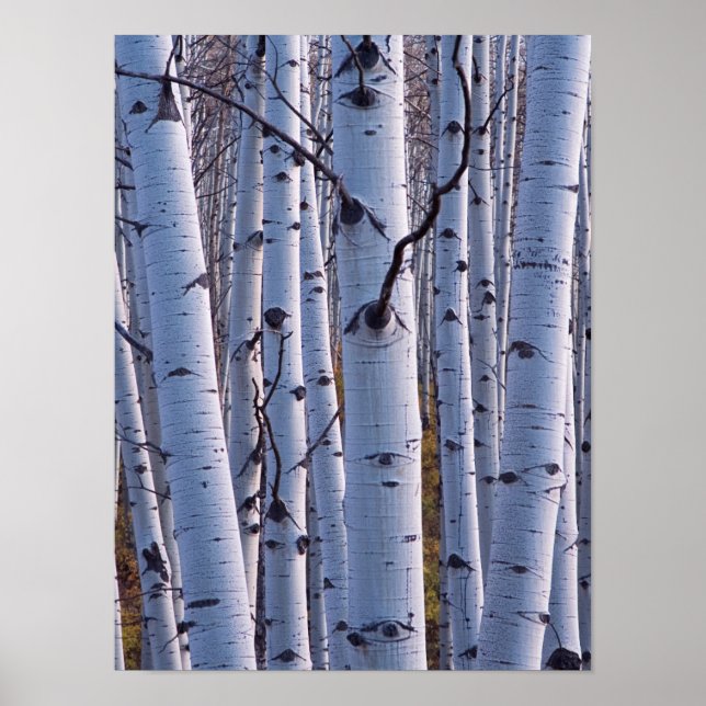 Aspen i Gunnison nationalpark Poster (Framsidan)