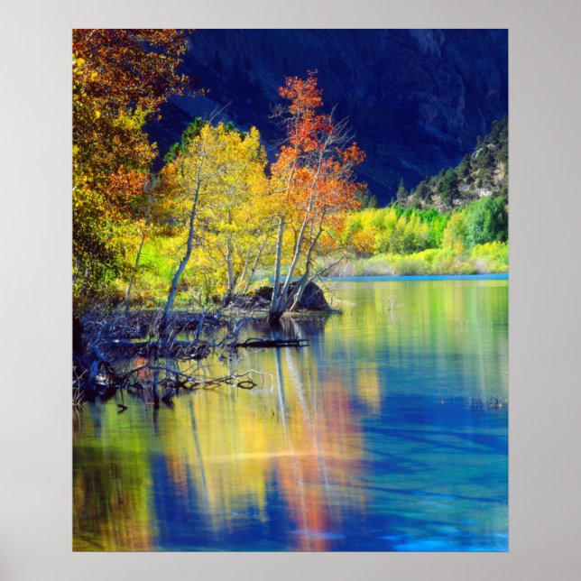 Aspen i höstskrud reflekterande i Grant Lake Poster (Framsidan)