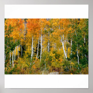 Aspen i nedgången poster