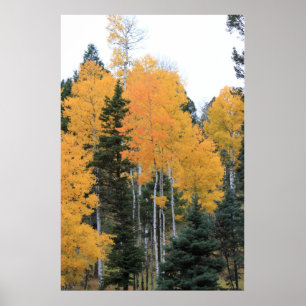 Aspen i Taos gräs Poster