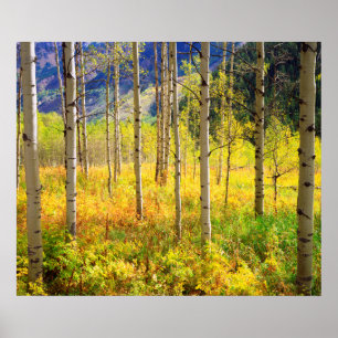 Aspen i Träd under hösten i Rockies Poster