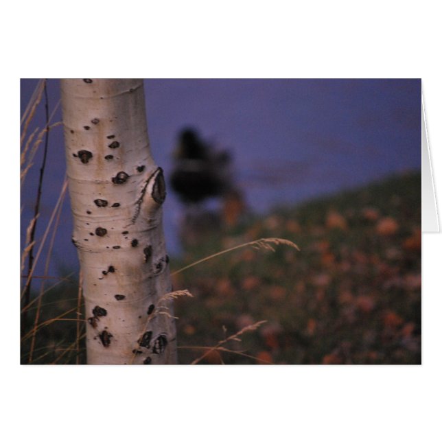 ASPEN i VÅR Hälsningskort (Framsidan Horizontal)