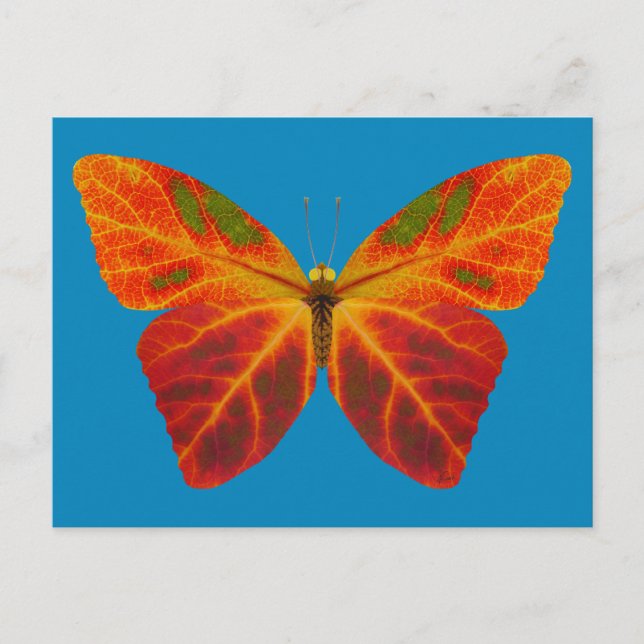 Aspen Löv Butterfly 2 Vykort (Framsida)