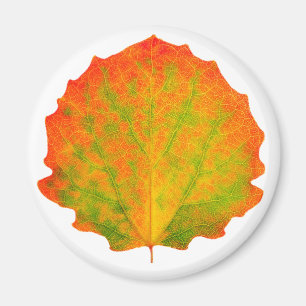 Aspen, löv magnet
