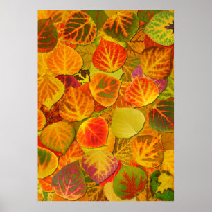 Aspen Lövs Collage Solid Medley 1 Poster