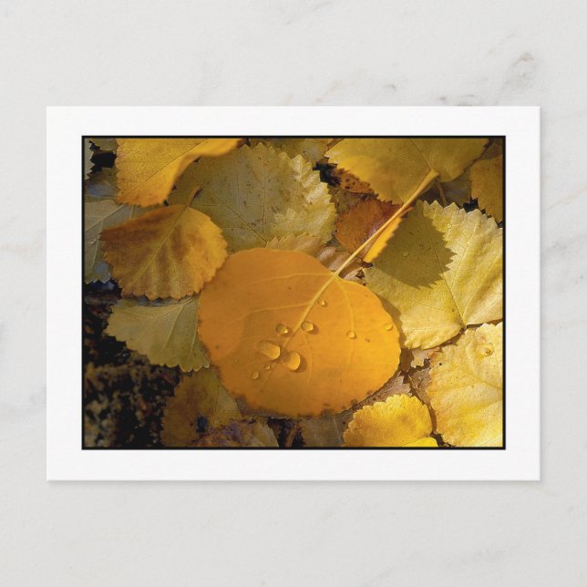 "Aspen Lövs - Sten Bäck Canyon" Vykort (Framsida)