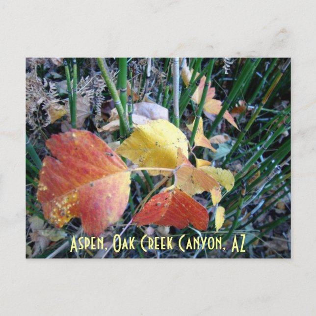 Aspen, Oak Bäck Canyon, AZ Vykort (Framsida)