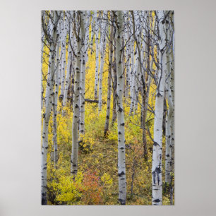 Aspen odlar i glaciärens högsäsong färg poster