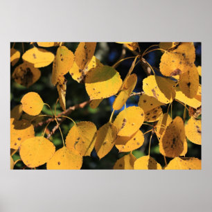 Aspen Poplar Löv på hösten Poster