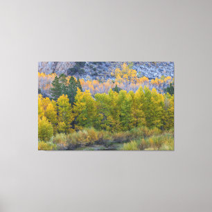 Aspen-skogen i höst canvastryck