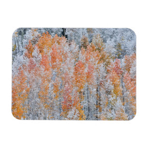 ASPEN & SNÖ   Rocky mountains, Colorado Magnet