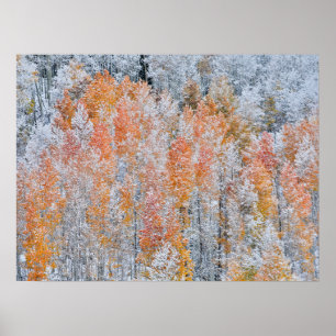 ASPEN & SNÖ   Rocky mountains, Colorado Poster