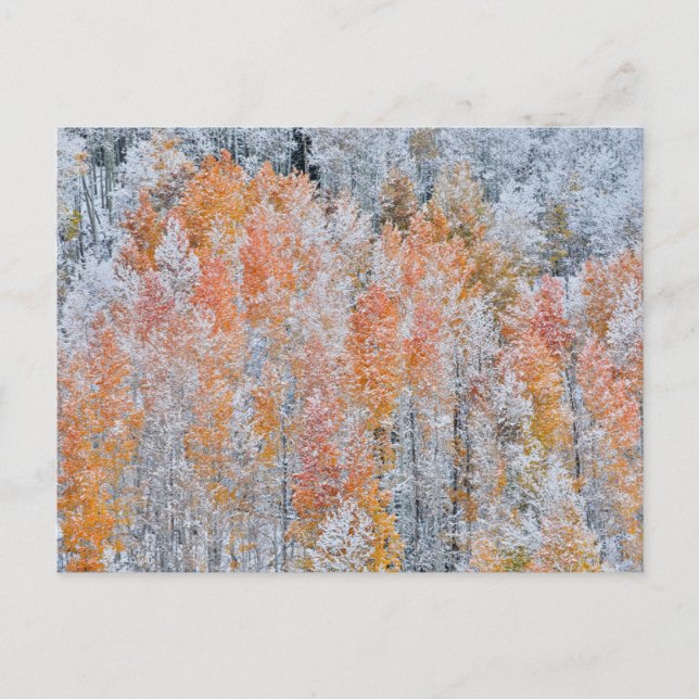 ASPEN & SNÖ | Rocky mountains, Colorado Vykort (Framsida)