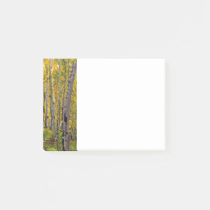 Aspen Träd i skogsområdet Post-it Block