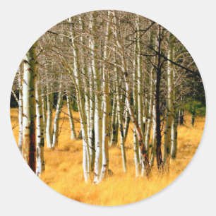 aspen träd-klistermärke runt klistermärke
