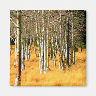 aspen träd magnet