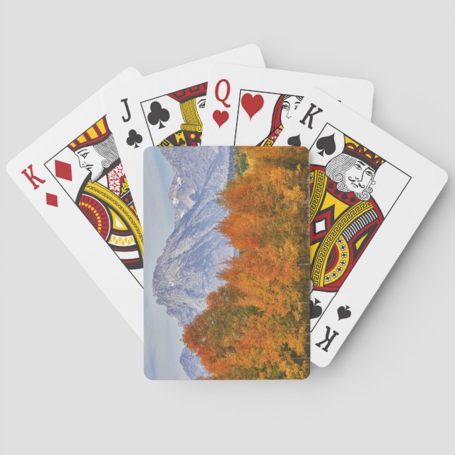 Aspen träd med bergsområdet Teton Kortlek (Baksidan)