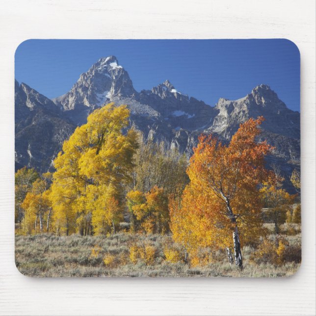 Aspen träd med bergsområdet Teton Musmatta (Framsidan)