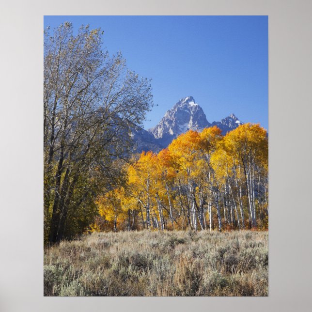 Aspen träd med bergsområdet Teton Poster (Framsidan)