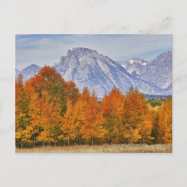 Aspen träd med bergsområdet Teton Vykort (Framsida)
