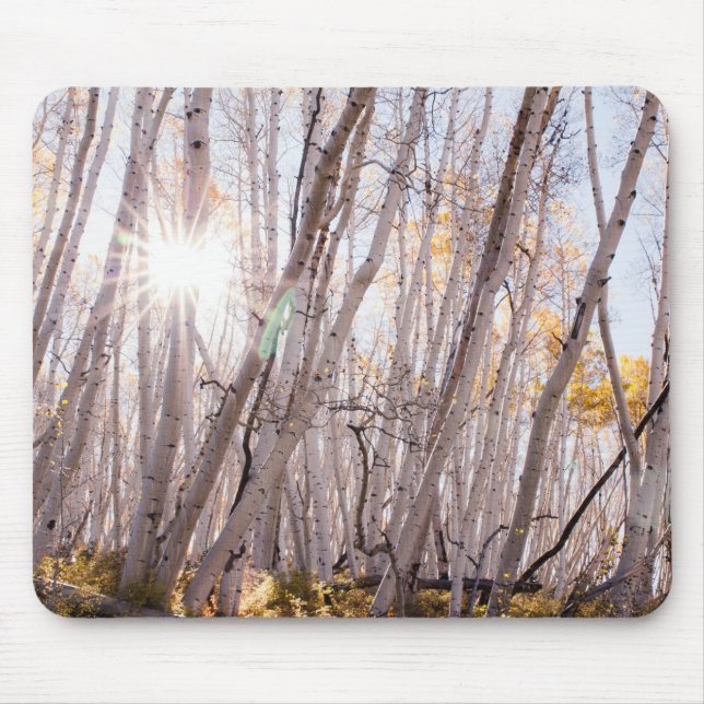 Aspen Träd Musmatta (Framsidan)