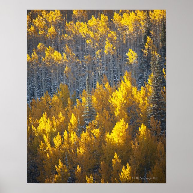 Aspen träd odlar höst färger och nytt poster (Framsidan)
