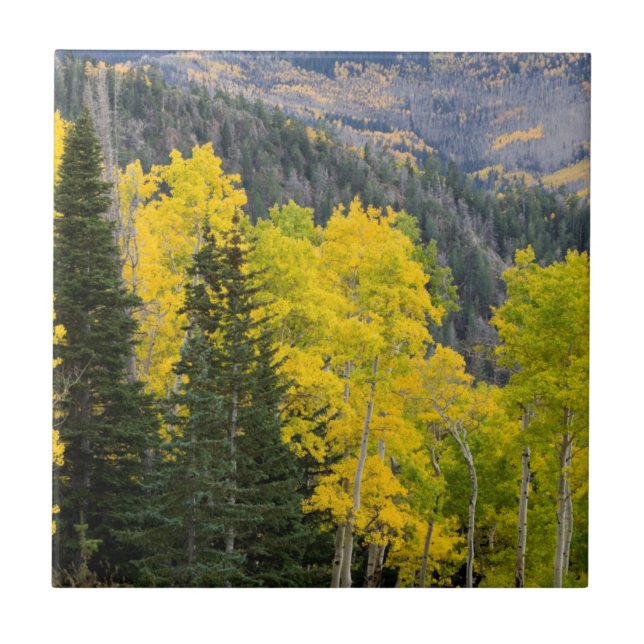 Aspen Träd (Populus Tremuloides) och barrträd 2 Kakelplatta (Framsidan)
