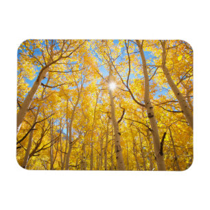 Aspen Träd Sierra Nevada Mountains, CA Magnet