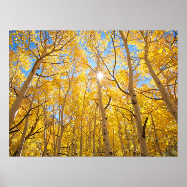 Aspen Träd | Sierra Nevada Mountains, CA Poster (Framsidan)