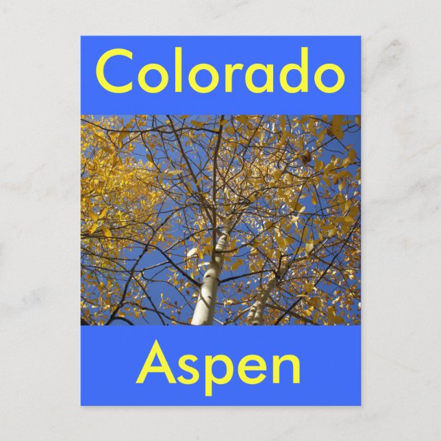 Aspen träd tittar upp genom gult löv. vykort (Framsida)