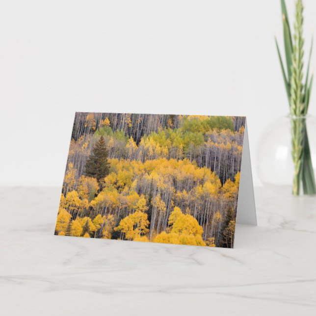 Aspen Träd | Vitflodens nationella skog Kort (Framsida)
